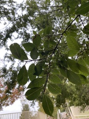 Ulmus parvifolia