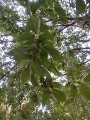 Ulmus parvifolia