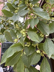 Ulmus parvifolia