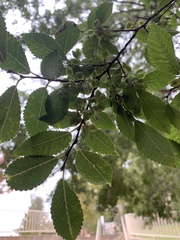 Ulmus parvifolia