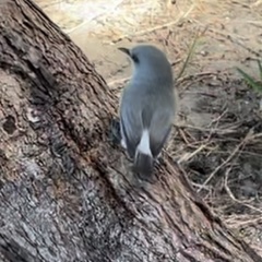 Zosterops mauritianus