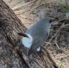 Zosterops mauritianus