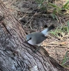 Zosterops mauritianus