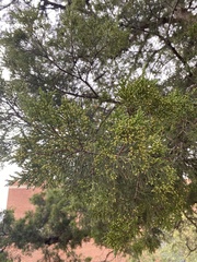 Juniperus virginiana