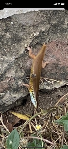 African Five-lined Skink