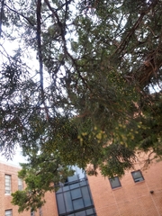 Juniperus virginiana