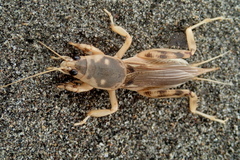 Scapteriscus oxydactylus