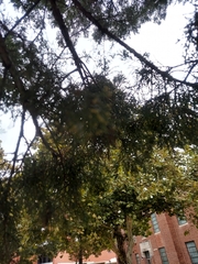 Juniperus virginiana