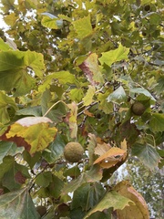 Platanus occidentalis