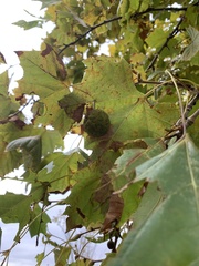Platanus occidentalis