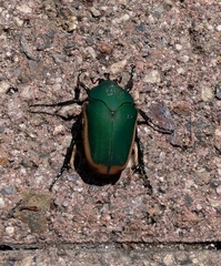 Cotinis mutabilis