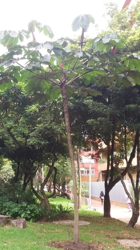 Image of Cecropia telenitida by (c) Juan Carlos Caicedo Hernández, some rights reserved (CC BY)