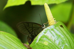 Pseudohaetera mimica