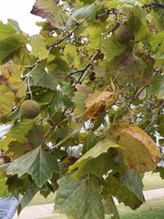 Platanus occidentalis