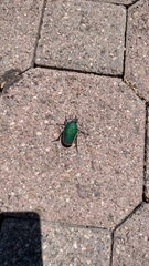 Cotinis mutabilis