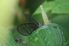 Pseudohaetera mimica