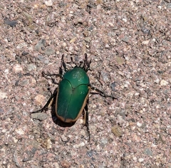 Cotinis mutabilis