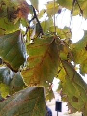 Platanus occidentalis
