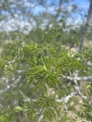 Vachellia rigidula