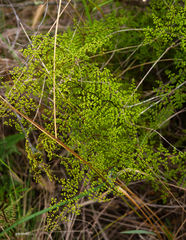 Adiantopsis dichotoma