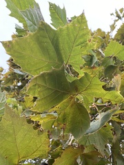 Platanus occidentalis