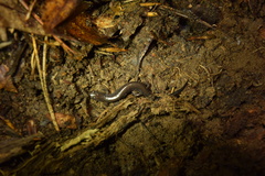 Plethodon electromorphus