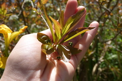 Terminalia australis