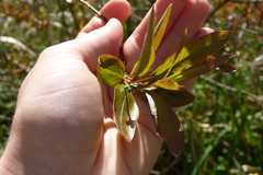 Terminalia australis