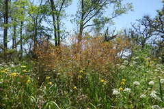 Terminalia australis