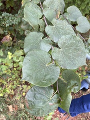 Cercis