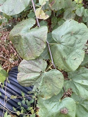 Cercis canadensis