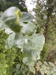 Cercis canadensis