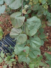 Cercis canadensis