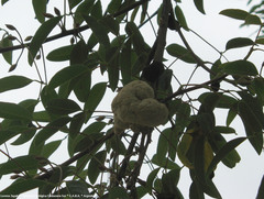 Ravenelia platensis