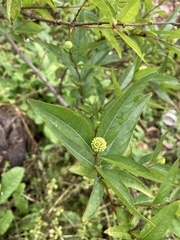 Cephalanthus glabratus
