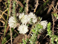 Schizomyia scheppigi