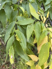 Celtis laevigata