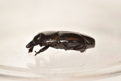 Hololepta