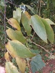 Celtis laevigata