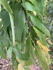 Celtis laevigata