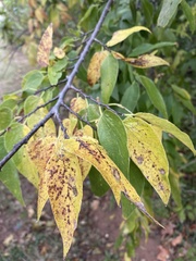 Celtis laevigata