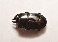 Hololepta