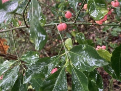 Euonymus europaeus
