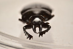 Hololepta