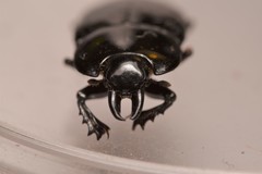 Hololepta