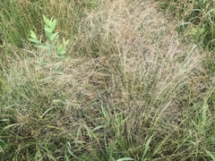 Agrostis hyemalis