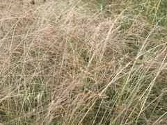 Agrostis hyemalis