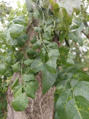 Campsis radicans