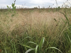 Agrostis hyemalis