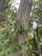 Campsis radicans